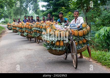 Dhaka, Bangladesh. 09 juillet 2024. Des agriculteurs défilent des vélos chargés d'ananas sur un marché de la ville de Tangail, au nord-ouest de Dhaka, au Bangladesh. L'utilisation de vélos réduit les coûts de transport pour les agriculteurs, qui peuvent transporter jusqu'à 100 ananas sur chaque vélo. Les ananas récoltés sont chargés dans des vélos et poussés à travers une forêt jusqu’au plus grand marché d’ananas du Bangladesh. L'ananas a été cultivé sur 8 000 hectares de terres où 3 00 000 tonnes d'ananas sont produites à Tangail, au Bangladesh, la plus grande zone de culture du pays. Crédit : ZUMA Press, Inc/Alamy Banque D'Images