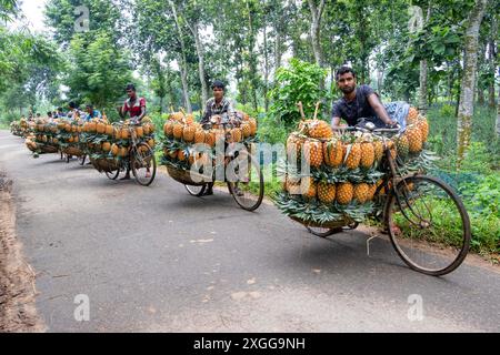 Dhaka, Bangladesh. 09 juillet 2024. Des agriculteurs défilent des vélos chargés d'ananas sur un marché de la ville de Tangail, au nord-ouest de Dhaka, au Bangladesh. L'utilisation de vélos réduit les coûts de transport pour les agriculteurs, qui peuvent transporter jusqu'à 100 ananas sur chaque vélo. Les ananas récoltés sont chargés dans des vélos et poussés à travers une forêt jusqu’au plus grand marché d’ananas du Bangladesh. L'ananas a été cultivé sur 8 000 hectares de terres où 3 00 000 tonnes d'ananas sont produites à Tangail, au Bangladesh, la plus grande zone de culture du pays. Crédit : ZUMA Press, Inc/Alamy Banque D'Images