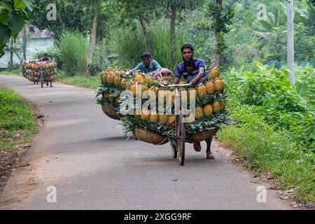 Dhaka, Bangladesh. 09 juillet 2024. Des agriculteurs défilent des vélos chargés d'ananas sur un marché de la ville de Tangail, au nord-ouest de Dhaka, au Bangladesh. L'utilisation de vélos réduit les coûts de transport pour les agriculteurs, qui peuvent transporter jusqu'à 100 ananas sur chaque vélo. Les ananas récoltés sont chargés dans des vélos et poussés à travers une forêt jusqu’au plus grand marché d’ananas du Bangladesh. L'ananas a été cultivé sur 8 000 hectares de terres où 3 00 000 tonnes d'ananas sont produites à Tangail, au Bangladesh, la plus grande zone de culture du pays. Crédit : ZUMA Press, Inc/Alamy Banque D'Images