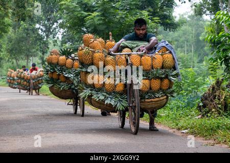 Dhaka, Bangladesh. 09 juillet 2024. Des agriculteurs défilent des vélos chargés d'ananas sur un marché de la ville de Tangail, au nord-ouest de Dhaka, au Bangladesh. L'utilisation de vélos réduit les coûts de transport pour les agriculteurs, qui peuvent transporter jusqu'à 100 ananas sur chaque vélo. Les ananas récoltés sont chargés dans des vélos et poussés à travers une forêt jusqu’au plus grand marché d’ananas du Bangladesh. L'ananas a été cultivé sur 8 000 hectares de terres où 3 00 000 tonnes d'ananas sont produites à Tangail, au Bangladesh, la plus grande zone de culture du pays. Crédit : ZUMA Press, Inc/Alamy Banque D'Images