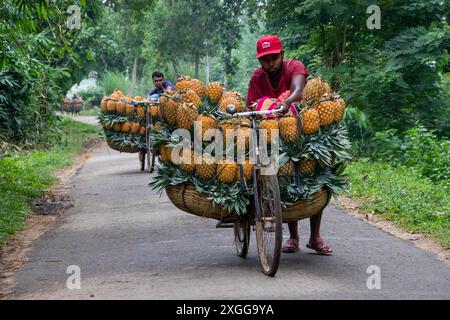 Dhaka, Bangladesh. 09 juillet 2024. Des agriculteurs défilent des vélos chargés d'ananas sur un marché de la ville de Tangail, au nord-ouest de Dhaka, au Bangladesh. L'utilisation de vélos réduit les coûts de transport pour les agriculteurs, qui peuvent transporter jusqu'à 100 ananas sur chaque vélo. Les ananas récoltés sont chargés dans des vélos et poussés à travers une forêt jusqu’au plus grand marché d’ananas du Bangladesh. L'ananas a été cultivé sur 8 000 hectares de terres où 3 00 000 tonnes d'ananas sont produites à Tangail, au Bangladesh, la plus grande zone de culture du pays. Crédit : ZUMA Press, Inc/Alamy Banque D'Images