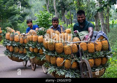 Dhaka, Bangladesh. 09 juillet 2024. Des agriculteurs défilent des vélos chargés d'ananas sur un marché de la ville de Tangail, au nord-ouest de Dhaka, au Bangladesh. L'utilisation de vélos réduit les coûts de transport pour les agriculteurs, qui peuvent transporter jusqu'à 100 ananas sur chaque vélo. Les ananas récoltés sont chargés dans des vélos et poussés à travers une forêt jusqu’au plus grand marché d’ananas du Bangladesh. L'ananas a été cultivé sur 8 000 hectares de terres où 3 00 000 tonnes d'ananas sont produites à Tangail, au Bangladesh, la plus grande zone de culture du pays. Crédit : ZUMA Press, Inc/Alamy Banque D'Images