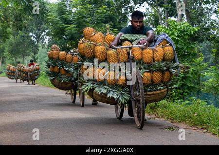 Dhaka, Bangladesh. 09 juillet 2024. Des agriculteurs défilent des vélos chargés d'ananas sur un marché de la ville de Tangail, au nord-ouest de Dhaka, au Bangladesh. L'utilisation de vélos réduit les coûts de transport pour les agriculteurs, qui peuvent transporter jusqu'à 100 ananas sur chaque vélo. Les ananas récoltés sont chargés dans des vélos et poussés à travers une forêt jusqu’au plus grand marché d’ananas du Bangladesh. L'ananas a été cultivé sur 8 000 hectares de terres où 3 00 000 tonnes d'ananas sont produites à Tangail, au Bangladesh, la plus grande zone de culture du pays. Crédit : ZUMA Press, Inc/Alamy Banque D'Images