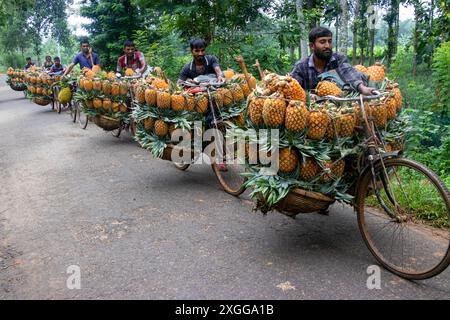 Dhaka, Bangladesh. 09 juillet 2024. Des agriculteurs défilent des vélos chargés d'ananas sur un marché de la ville de Tangail, au nord-ouest de Dhaka, au Bangladesh. L'utilisation de vélos réduit les coûts de transport pour les agriculteurs, qui peuvent transporter jusqu'à 100 ananas sur chaque vélo. Les ananas récoltés sont chargés dans des vélos et poussés à travers une forêt jusqu’au plus grand marché d’ananas du Bangladesh. L'ananas a été cultivé sur 8 000 hectares de terres où 3 00 000 tonnes d'ananas sont produites à Tangail, au Bangladesh, la plus grande zone de culture du pays. Crédit : ZUMA Press, Inc/Alamy Banque D'Images