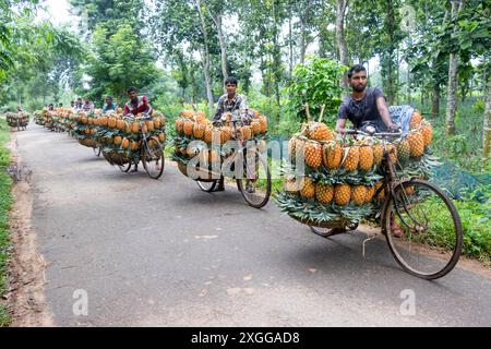 Dhaka, Bangladesh. 09 juillet 2024. Des agriculteurs défilent des vélos chargés d'ananas sur un marché de la ville de Tangail, au nord-ouest de Dhaka, au Bangladesh. L'utilisation de vélos réduit les coûts de transport pour les agriculteurs, qui peuvent transporter jusqu'à 100 ananas sur chaque vélo. Les ananas récoltés sont chargés dans des vélos et poussés à travers une forêt jusqu’au plus grand marché d’ananas du Bangladesh. L'ananas a été cultivé sur 8 000 hectares de terres où 3 00 000 tonnes d'ananas sont produites à Tangail, au Bangladesh, la plus grande zone de culture du pays. Crédit : ZUMA Press, Inc/Alamy Banque D'Images