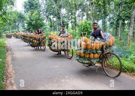 Dhaka, Bangladesh. 09 juillet 2024. Des agriculteurs défilent des vélos chargés d'ananas sur un marché de la ville de Tangail, au nord-ouest de Dhaka, au Bangladesh. L'utilisation de vélos réduit les coûts de transport pour les agriculteurs, qui peuvent transporter jusqu'à 100 ananas sur chaque vélo. Les ananas récoltés sont chargés dans des vélos et poussés à travers une forêt jusqu’au plus grand marché d’ananas du Bangladesh. L'ananas a été cultivé sur 8 000 hectares de terres où 3 00 000 tonnes d'ananas sont produites à Tangail, au Bangladesh, la plus grande zone de culture du pays. Crédit : ZUMA Press, Inc/Alamy Banque D'Images