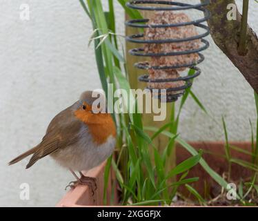 Robin devant une colonne d'alimentation sur un balcon Banque D'Images