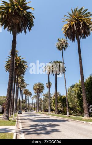 Beverly Hills Street bordée de Palm Trees California Banque D'Images