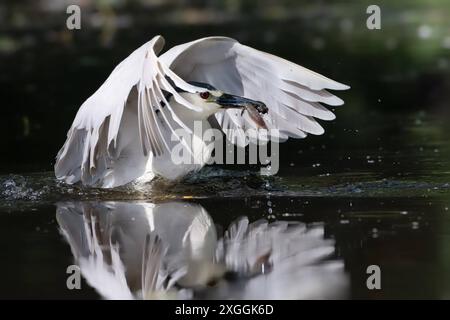 Nachtreiher Nycticorax nycticorax Ein Nachtreiher Hat ein Beutetier gefangen und fliegt mit diesem zurück ans Ufer., Ambra Toscana Italien *** héron de nuit Nycticorax nycticorax Un héron de nuit a attrapé une proie et retourne au rivage avec elle, Ambra Toscana Italie Banque D'Images