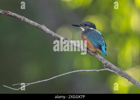 Eisvogel Alcedo atthis von einer Sitzwarte aus beobachtet ein Eisvogelmännchen die Umgebung., Ambra Toscana Italien *** Kingfisher Alcedo atthis Un kingfisher mâle observe les environs d'une perche, Ambra Toscana Italie Banque D'Images