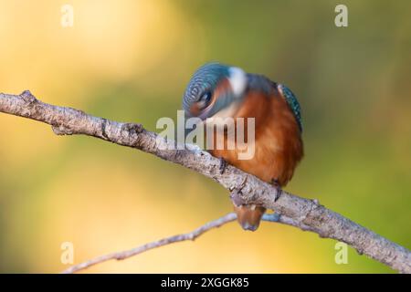 Eisvogel Alcedo atthis Eisvogelmännchen schüttelt einen soeben gefangenes Beutetier und schlägt es gegen den Ansitzast., Ambra Toscana Italien *** Kingfisher Alcedo atthis kingfisher mâle secoue une proie juste attrapée et la frappe contre la branche perchée, Ambra Toscana Italie Banque D'Images