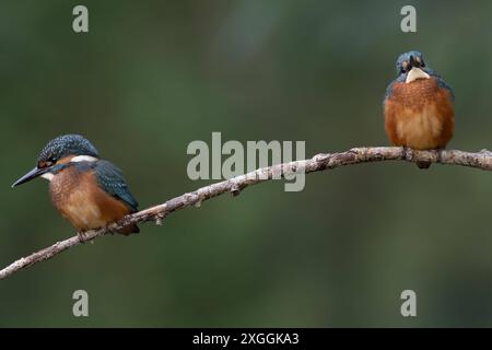 Eisvogel Alcedo atthis Zwei Eisvogelmännchen sitzen mit Sicxherheitsabstand auf dem gleichen Ansitzast und beobachten die Umgebung., Ambra Toscana Italien *** Kingfisher Alcedo atthis deux Martins pêcheurs assis sur le même perchoir à une distance sûre et observant les environs, Ambra Toscana Italie Banque D'Images