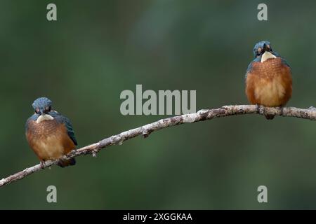 Eisvogel Alcedo atthis Zwei Eisvogelmännchen sitzen mit Sicxherheitsabstand auf dem gleichen Ansitzast und beobachten die Umgebung., Ambra Toscana Italien *** Kingfisher Alcedo atthis deux Martins pêcheurs assis sur le même perchoir à une distance sûre et observant les environs, Ambra Toscana Italie Banque D'Images