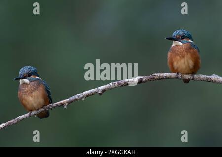 Eisvogel Alcedo atthis Zwei Eisvogelmännchen sitzen mit Sicxherheitsabstand auf dem gleichen Ansitzast und beobachten die Umgebung., Ambra Toscana Italien *** Kingfisher Alcedo atthis deux Martins pêcheurs assis sur le même perchoir à une distance sûre et observant les environs, Ambra Toscana Italie Banque D'Images