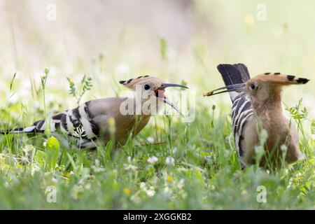 Wiedehopf Upupa epops Brautgeschenk eines Wiedeopfmännchens an Seine Partnerin., Ambra Toscana Italien *** Hoopoe Upupa epops Hoopoes homme cadeau de mariage à son partenaire, Ambra Toscana Italie Banque D'Images