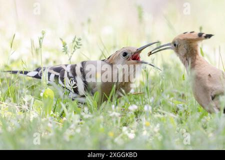 Wiedehopf Upupa epops Brautgeschenk eines Wiedeopfmännchens an Seine Partnerin., Ambra Toscana Italien *** Hoopoe Upupa epops Hoopoes homme cadeau de mariage à son partenaire, Ambra Toscana Italie Banque D'Images