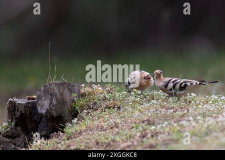 Wiedehopf Upupa epops Brautgeschenk eines Wiedehopfmännchens an Seine Partnerin., Ambra Toscana Italien *** Hoopoe Upupa epops Hoopoes homme cadeau de mariage à son partenaire, Ambra Toscana Italie Banque D'Images