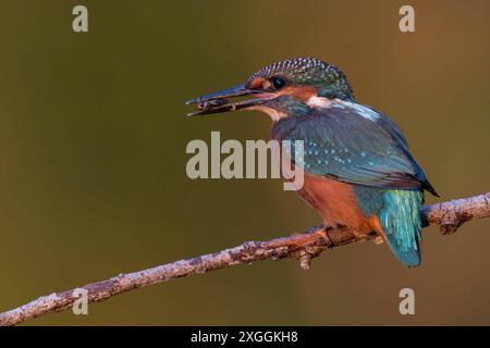 Eisvogel Alcedo atthis Eisvogel mit Beute im Schnabel., Ambra Toscana Italien *** Kingfisher Alcedo atthis Kingfisher avec proie dans le bec , Ambra Toscana Italie Banque D'Images