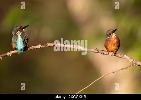 Eisvogel Alcedo atthis Zwei Eisvogelmännchen hocken mit Sicherheitsabstand auf dem gleichen Ansitzast und beobachten die Umgebung., Ambra Toscana Italien *** Kingfisher Alcedo atthis deux Martins-pêcheurs mâles se perchent à une distance sûre sur le même perchoir et observent les environs, Ambra Toscana Italie Banque D'Images