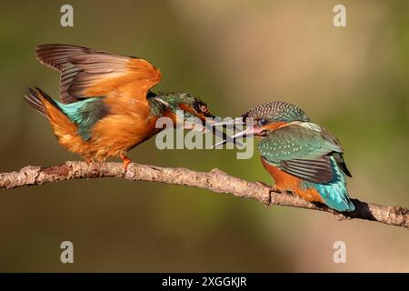 Eisvogel Alcedo atthis Aufregung BEI zwei Eisvogelmännchen, die sich auf einem Ansitzast zu nahe gekommen sind., Ambra Toscana Italien *** Kingfisher Alcedo atthis excitation parmi deux Martins-pêcheurs mâles qui sont venus trop près l'un de l'autre sur une branche perchée, Ambra Toscana Italie Banque D'Images