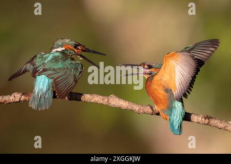 Eisvogel Alcedo atthis Aufregung BEI zwei Eisvogelmännchen, die sich auf einem Ansitzast zu nahe gekommen sind., Ambra Toscana Italien *** Kingfisher Alcedo atthis excitation parmi deux Martins-pêcheurs mâles qui sont venus trop près l'un de l'autre sur une branche perchée, Ambra Toscana Italie Banque D'Images