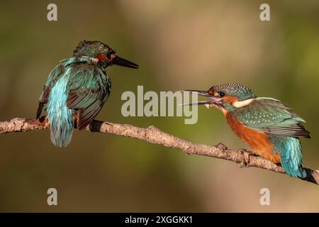 Eisvogel Alcedo atthis Aufregung BEI zwei Eisvogelmännchen, die sich auf einem Ansitzast zu nahe gekommen sind., Ambra Toscana Italien *** Kingfisher Alcedo atthis excitation parmi deux Martins-pêcheurs mâles qui sont venus trop près l'un de l'autre sur une branche perchée, Ambra Toscana Italie Banque D'Images