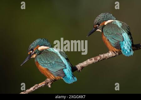 Eisvogel Alcedo atthis Zwei Eisvogelmännchen sitzen aus dem gleichen Ansitzast und beobachten die Wasseroberfläche., Ambra Toscana Italien *** Kingfisher Alcedo atthis deux Martins-pêcheurs masculins assis sur le même perchoir et regardant la surface de l'eau, Ambra Toscana Italie Banque D'Images