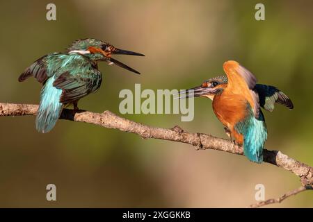 Eisvogel Alcedo atthis Aufregung BEI zwei Eisvogelmännchen, die sich auf einem Ansitzast zu nahe gekommen sind., Ambra Toscana Italien *** Kingfisher Alcedo atthis excitation parmi deux Martins-pêcheurs mâles qui sont venus trop près l'un de l'autre sur une branche perchée, Ambra Toscana Italie Banque D'Images