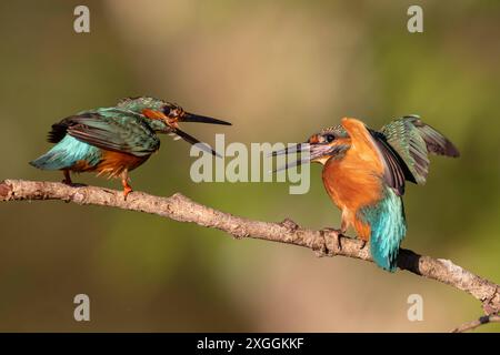 Eisvogel Alcedo atthis Aufregung BEI zwei Eisvogelmännchen, die sich auf einem Ansitzast zu nahe gekommen sind., Ambra Toscana Italien *** Kingfisher Alcedo atthis excitation parmi deux Martins-pêcheurs mâles qui sont venus trop près l'un de l'autre sur une branche perchée, Ambra Toscana Italie Banque D'Images