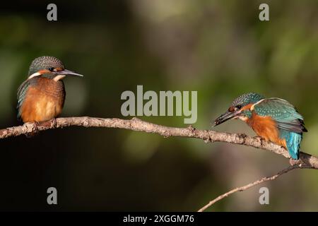 Eisvogel Alcedo atthis Zwei Eisvogelmännchen sitzen mit Sibstand auf dem gleichen Ansitzast. Der rechte Vogel Hat soeben ein Beutetier gefangen., Ambra Toscana Italien *** Kingfisher Alcedo atthis deux Martins-pêcheurs mâles assis sur le même perchoir l'oiseau sur la droite vient d'attraper une proie, Ambra Toscana Italie Banque D'Images