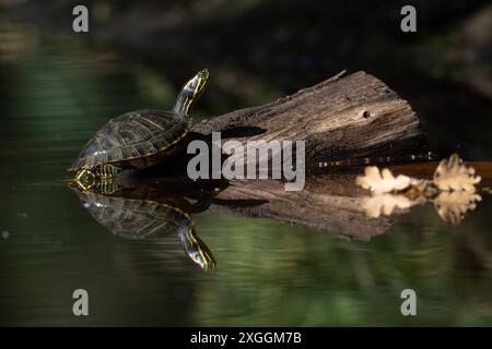 Europäische Sumpfschildkröte Emys orbicularis Europäische Sumpfschildkröte Emys orbicularis klettert auf einen im Wasser liegenden Baumstamm., Ambra Toscana Italien *** tortue d'étang européenne Emys orbicularis tortue d'étang européenne Emys orbicularis grimpant sur un tronc d'arbre couché dans l'eau , Ambra Toscana Italie Banque D'Images