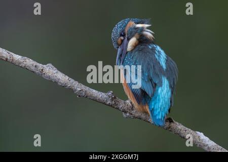 Eisvogel Alcedo atthis Gefiederpflege eines Eisvogels nach einem erfolgreichen Stoßtauchen., Ambra Toscana Italien *** Kingfisher Alcedo atthis soin de plumage d'un kingfisher après une plongée réussie, Ambra Toscana Italie Banque D'Images