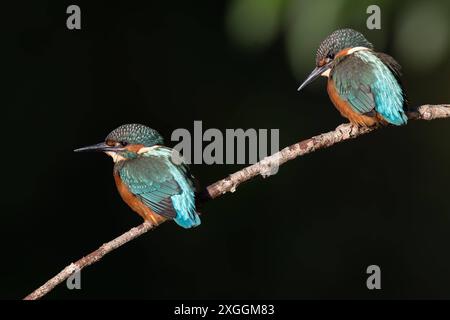 Eisvogel Alcedo atthis Zwei Eisvogelmännchen sitzen mit Sicherheitsabstand auf dem gleichen Ansitzast und beobachten die Wasseroberfläche., Ambra Toscana Italien *** Kingfisher Alcedo atthis deux Martins-pêcheurs mâles sont assis à une distance sûre sur le même perchoir et observent la surface de l'eau, Ambra Toscana Italie Banque D'Images