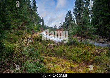 Forêt de conifères avec végétation de bleuets et petite route dans les jours pluvieux de printemps. Montagnes de minerai, république tchèque. Banque D'Images