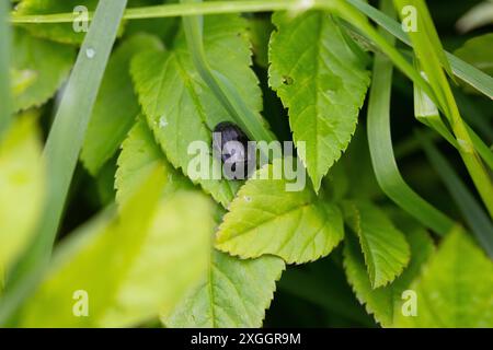 Carrion Beetle assis sur les feuilles, Bishop Middleham, réserve naturelle, comté de Durham, Angleterre, ROYAUME-UNI. Banque D'Images