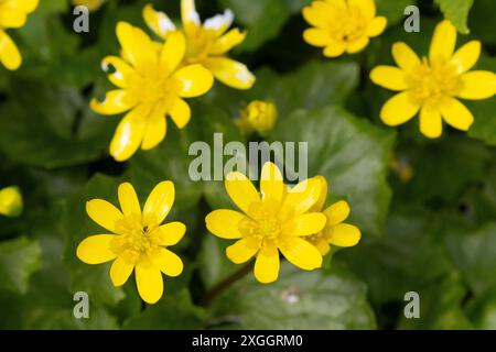 Fleurs de célandine moindres dans les bois, comté de Durham, Angleterre, Royaume-Uni. Banque D'Images