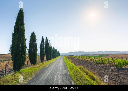 Route rurale, vignobles et cyprès dans la campagne de Santa Luce. Lac en arrière-plan. Province de Pise, région Toscane, Italie, Europe Banque D'Images