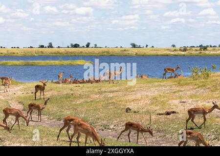 Grand troupeau de femelles Impalas sur les rives de la rivière Chobe. Réserve nationale en Afrique, Botswana. Banque D'Images