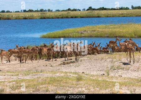 Grand troupeau de femelles Impalas sur les rives de la rivière Chobe. Réserve nationale en Afrique, Botswana. Banque D'Images