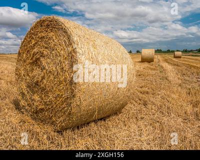 Balles de foin dispersées sur le champ de céréales récoltées Banque D'Images