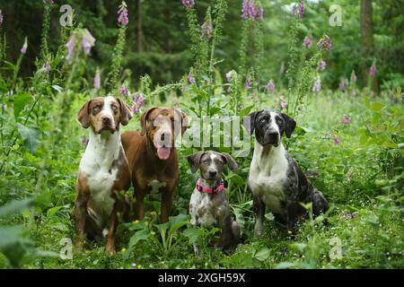 Meute de chiens léopard de louisiane assis ensemble dans la nature. Les plantes violettes sont autour d'eux. Banque D'Images