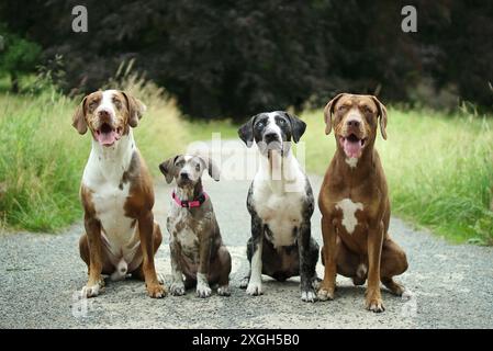 Meute de chiens léopard de louisiane assis ensemble sur le chemin dans la nature. La forêt est en arrière-plan. Banque D'Images