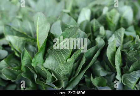 Bouquet de feuilles de sorrel vert - Rumex patientia, sur le marché. Banque D'Images