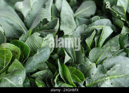 Bouquet de feuilles de sorrel vert - Rumex patientia, sur le marché. Banque D'Images