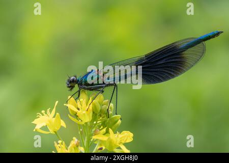 Un mâle bandé Demoiselle perché sur une fleur. Banque D'Images