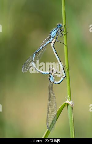 Une paire de Damselflies bleues communes s'accouplant. Banque D'Images