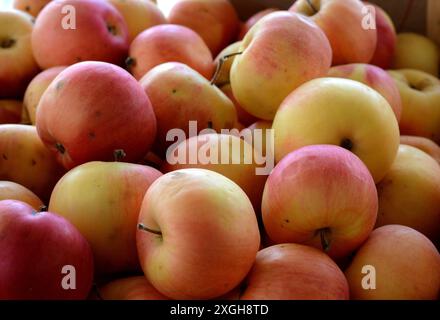 Pommes fraîchement cueillies dans des caisses de boisseau en bois sur un marché fermier local. Banque D'Images