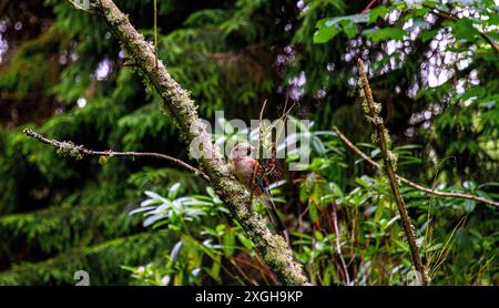 Dundee, Tayside, Écosse, Royaume-Uni. 9 juillet 2024. UK Wildlife : photo d'un oiseau jay eurasien perché haut dans un arbre fournit une scène exquise tout en posant pour la caméra à Caird Park, Dundee, Écosse. Crédit : Dundee Photographics/Alamy Live News Banque D'Images