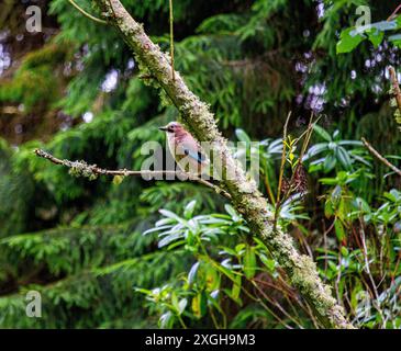 Dundee, Tayside, Écosse, Royaume-Uni. 9 juillet 2024. UK Wildlife : photo d'un oiseau jay eurasien perché haut dans un arbre fournit une scène exquise tout en posant pour la caméra à Caird Park, Dundee, Écosse. Crédit : Dundee Photographics/Alamy Live News Banque D'Images