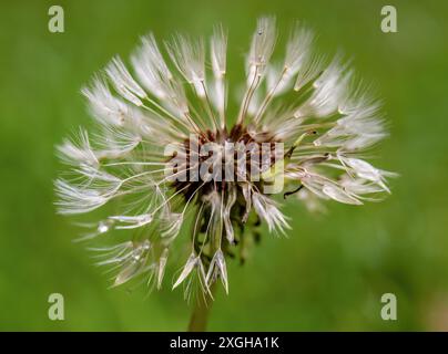 Macrophotographie d'une bouffée de graines de pissenlit recouverte de rosée, capturée dans les hautes montagnes andines du centre de la Colombie. Banque D'Images